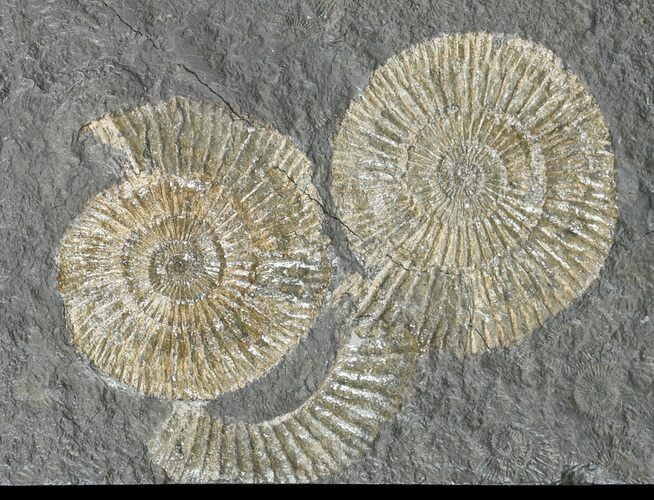 Dactylioceras Ammonite Cluster - Posidonia Shale #52919